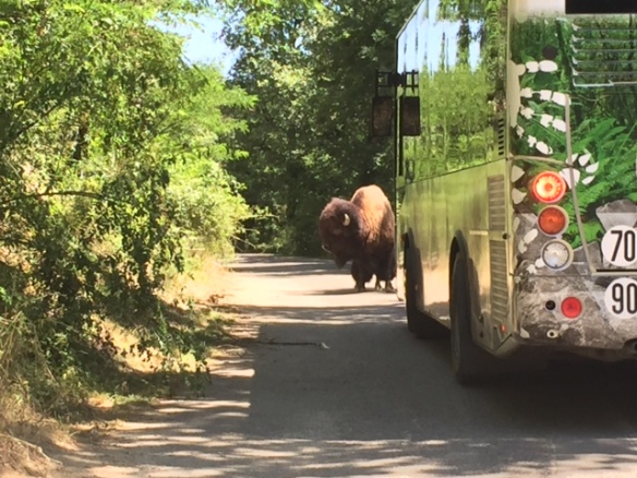 bison bij safaribus